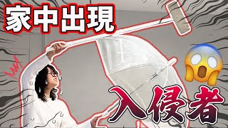 【日常】緊急事件 家中出現入侵者 超恐怖 妞妞超崩潰日本生活 留學 臭蟲 驅趕 怪蟲 NyoNyoTV妞妞TV [upl. by Traci]