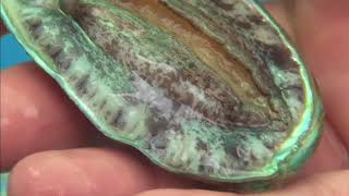 Abalone in Season [upl. by Malachy]