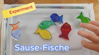 Forsche mit uns FlitzeFische  Checky Video  Juni 2024 [upl. by Eilama]