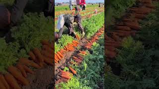 Carrot Harvesting Processing [upl. by Ykcul]