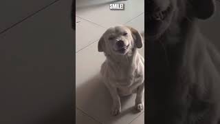 Cute dog smile smile dog family youtube viralvideo shorts reels [upl. by Massimo]