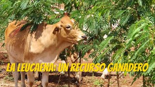 El árbol de leucaena un recurso ganadero [upl. by Brott]