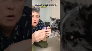 Getting started Clicker Training your dog [upl. by Yelrebmyk]