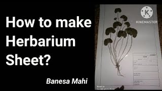 How to make herbarium sheet  for Botany students BK [upl. by Haonam582]