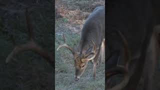 Ralph takes an Awesome Alabama Buck [upl. by Claudianus]