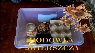 Jak Założyć Hodowlę Świerszczy [upl. by Rieth442]