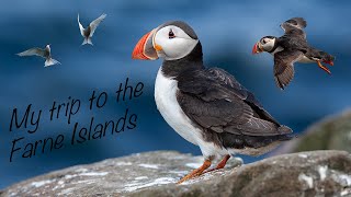 Farne Islands  Bird photography [upl. by Cinderella]