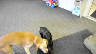 Boykin Spaniel showing Vizsla who is boss [upl. by Singh]