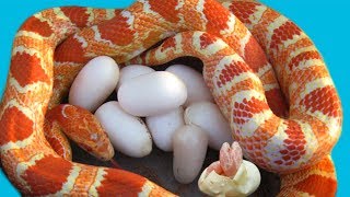 Corn Snake laying many eggs and cute baby snake hatching Reptiles Story [upl. by Esela647]