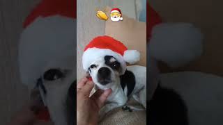 Eu aquí já nos preparativos de Natal 🤣🎅🤩🐶shorts petlover comemoraçao [upl. by Ilrahc]