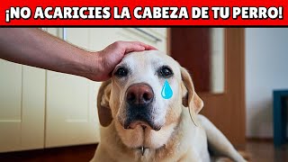 NO ACARICIES más la cabeza de tu perro hasta ver esto  ¡Quedarás en shock [upl. by Enitsirt]