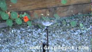 How to install a 180 adjustable spray jet into your drip irrigation system [upl. by Kimmie121]