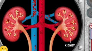 Urogenital system animation videos  Anatomy Visual1  Learny Land [upl. by Stephanie]