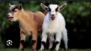 SAANEN GOAT ALPINE GAOTNUBIAN GOAT LAMANCHA GOAT VIDEO [upl. by Soisinoid]