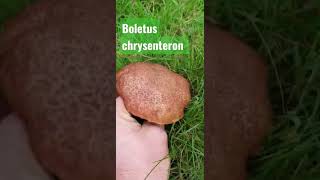 💯💥 xerocomellus  boletus chrysenteron Pilze [upl. by Ronny]