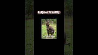 Kangaroo vs wallaby 🦘❤️ facts imformative animals kangaroo wallaby [upl. by Lehte]