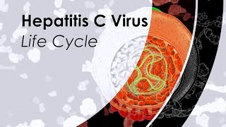 Hepatitis C Virus Life Cycle [upl. by Chaim]