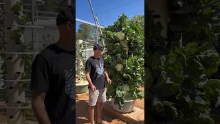 Aeroponic farming technology  aeroponic shorts [upl. by Kellina]