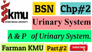 Urinary system in UrduHindi  Anatomy and Physiology2  Chp2 Part  II KMU Lecture with MCQs [upl. by Fleur]