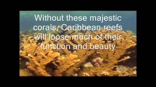 The Endangered Caribbean Elkhorn Coral [upl. by Hedwig]