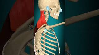 Trapezius muscle action Scapula rotation anatomy muscle [upl. by Sirovaj65]