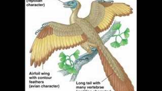 Evolution  Understanding the Debate Pt3 [upl. by Kcira791]