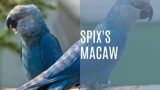 The Colorful Life of the Spixs Macaw Cyanopsitta Spixii [upl. by Nosreffej861]