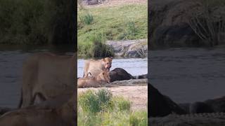 Lionesses Feast Interrupted A Crocodile Claims Its Share [upl. by Bissell895]