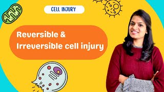 Cell Injury and Necrosis  Part 1 reversible amp irreversible cell injury [upl. by Ecnarrat406]