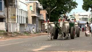 Bullock cart in Chennai India [upl. by Artenehs808]