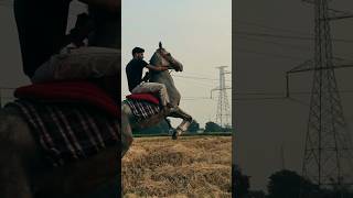 Ghoda 🔥🔥 ghoda pushkarmela2024 horse shorts [upl. by Ahsinav]