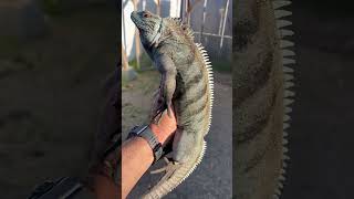 Benny Boy my Blue Cyclura Lewisi [upl. by Wachter]