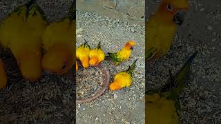 Sun conure breeder parrot birdsshortsviralvideo [upl. by Anilorac]