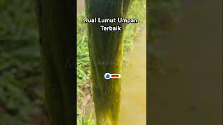 Jual Lumut Umpan Terbaik lumutbusa lumutsuper lumutsawah lukutbusa lukut lukutsawah umpan [upl. by Eejan56]