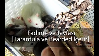 Fadime ve Tayfası  Tarantula ve Sakallı Ejder içerir [upl. by Ycat]