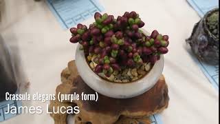 Succulents Identification Crassula elegans purple form [upl. by Mitran]