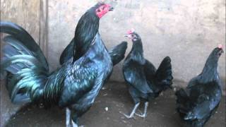 Gallos de Pelea Black Scorpion Game Farm [upl. by Carrol413]