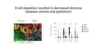 Papervids of quotB cell hinders the stromaepithelium regenerative crosstalk during mucosal healing quot [upl. by Kenon183]