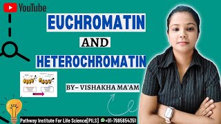 EUCHROMATIN AND HETEROCHROMATIN  BY– Vishakha Maam  pathwayinstituteforlifesci7364 [upl. by Aivle326]