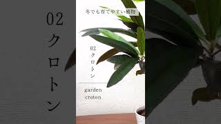 【観葉植物】冬でも育てやすい観葉植物4選の紹介 [upl. by Gerianna582]