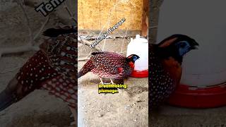 A Little Something About The Temmincks Tragopan birdtrend temminckstragopan ytshort exoticbirds [upl. by Anailuy132]