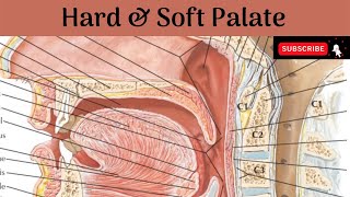 Hard Palate  Soft Palate  Palatine Muscles Blood amp Nerve Supply  Development [upl. by Emmeram]