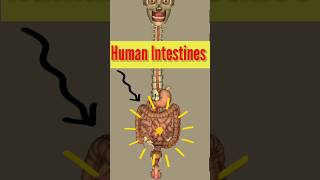 Human Intestine animation anatomy shortfeed shortvideo shorts [upl. by Imot]