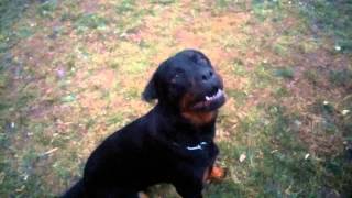 Rottweiler barking Tera Bulgaria [upl. by Munmro208]