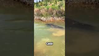 Este BÚFALO se sumergió por COMPLETO en el AGUA 😱 [upl. by Attennot]