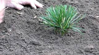 Easy Landscaping Ideas  Ornamental Grass [upl. by Azeret]