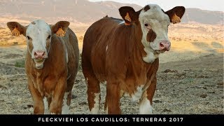 Terneras Simmental Fleckvieh [upl. by Florri]