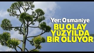 Osmaniye’de 100 Yıllık Olay Gerçekleşti Agave Bitkisi Çiçek Açtı [upl. by Gibbie]