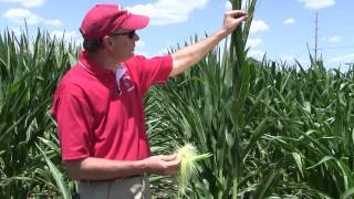 Corn Pollination How to Determine Success Under Stress [upl. by Eijneb103]