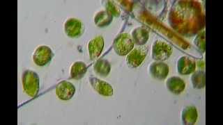 Microrganismi in una goccia dacqua  Euglena [upl. by Eurydice]